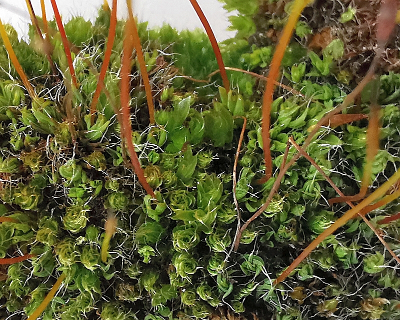 Tortula_muralis_1c.jpg