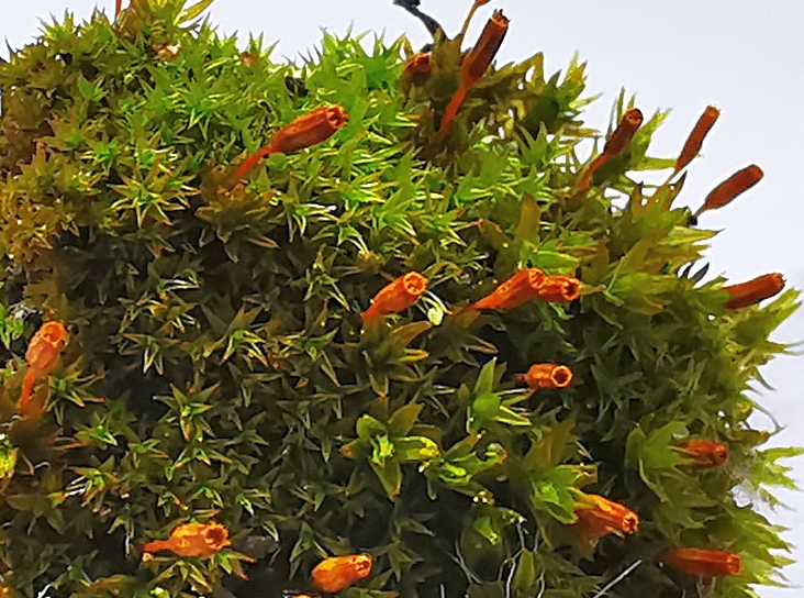 Tortula_muralis_1e.jpg