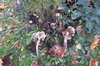 armillaria_mellea_9b.JPG