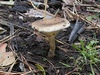 clitocybe_clavipes.jpg