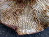 russula_exalbicans_2f.jpg