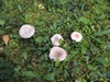 russula_exalbicans_1f.JPG