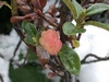 exobasidium_rhododendri_1.jpg