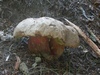 boletus_calopus_2.jpg