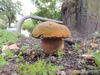 boletus_luridus_1a.jpg