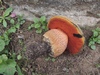 boletus_luridus_1c.jpg