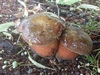 boletus_luridus_2a.jpg