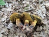 boletus_pulverulentus_2.jpg