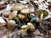 boletus_pulverulentus.jpg