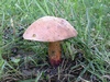 boletus_queletii_1.jpg