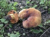 boletus_queletii_2.jpg