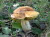 boletus_queletii_3.jpg