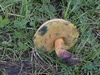 boletus_queletii_4.jpg