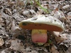 boletus_satanas_1a.jpg