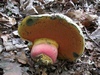 boletus_satanas_1b.jpg