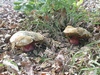 boletus_satanas_2.jpg