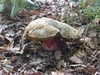 boletus_satanas_3.jpg