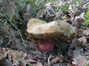 boletus_satanas_4.jpg
