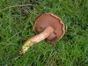 chalciporus_piperatus_3b.jpg