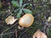 chalciporus_piperatus_4a.jpg