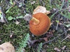 chalciporus_piperatus_4b.jpg