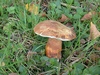 gyroporus_castaneus_2.jpg