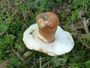 gyroporus_castaneus_3.jpg