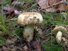 gyroporus_cyanescens.jpg