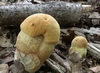 leccinum_crocipodium_1.jpg