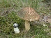 leccinum_crocipodium_3.jpg