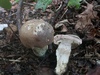 leccinum_duriusculum_1.jpg