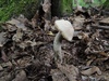 leccinum_duriusculum_2a.jpg