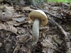 leccinum_duriusculum_2b.jpg
