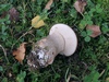 leccinum_melaneum_2b.jpg