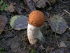 leccinum_rufum_1.jpg