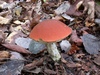 leccinum_rufum_2a.jpg