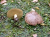 suillus_fluryi_1b.jpg