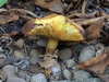 suillus_fluryi_6a.jpg