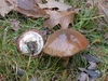 suillus_luteus_2.jpg