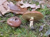 suillus_luteus_3.jpg