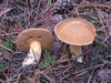 suillus_variegatus_1.jpg