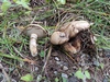 suillus_viscidus_2.jpg