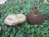 suillus_viscidus_3.jpg