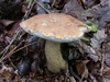 tylopilus_felleus_2.jpg