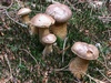 tylopilus_felleus_4.jpg