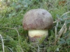 xerocomus_communis_4.jpg