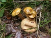 xerocomus_parasiticus.jpg
