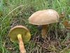 xerocomus_subtomentosus_1.jpg