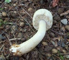 agaricus_essettei_1b.jpg