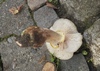 armillaria_mellea_2aa.JPG